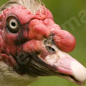 Meet your Posher, Jay